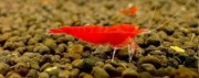 Krewetki Caridina Red Devil Orange Eye 10 szt ! !