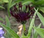 Chaber czarny Jordy 10 nasion