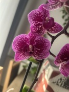 Storczyk phalenopsis fioletowy ze wzorkiem Happy Hour