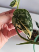 Scindapsus mayari 