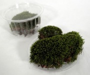 MECH DO TERRARIUM  M6