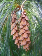 10 szt./zestaw Szyszka z żywicą, takiej sosny nie znasz!