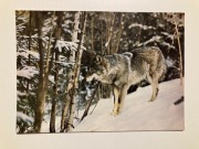 WILK FOT. W.ŁAPIŃSKI POCZTÓWKA KARTKA z lat PRL