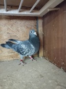 Gołąb pocztowy samica Drapa