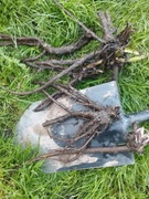 Żywokost Lekarski sadzonki 10 szt.