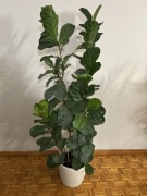 Fikus dębolistny - 1,89 m