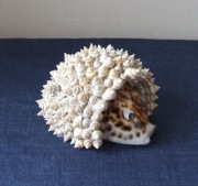 Figurka JEŻ z naturalnych muszli