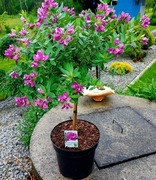 Polygala krzyżownica. Kuflik cytrynowy. Eukaliptus niebieski gunni Mrozoodp