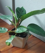 Philodendron martianum