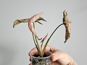 Syngonium Pink Rolli kolekcjonerskie szczyt 4 liście 