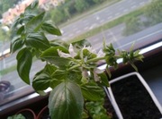 [test] zdjęcie kwitnącej bazylii