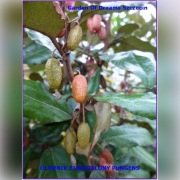 OLIWNIK ZIMOZIELONY PUNGENS.