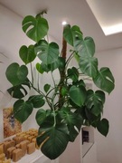 Monstera deliciosa 1,3m