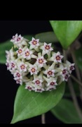 Hoya wibergiae x Parasitica Loei province long leaves 