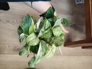 Mix odmian Scandapsus 