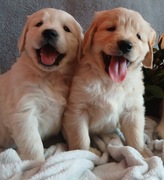 Golden Retriever z rodowodem 