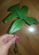 Philodendron  filodendron Floryda florida 