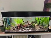 Akwarium kompletne z filtrem i roślinami