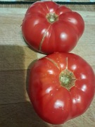 Nasiona pomidor Buffalosteak min. 5szt.