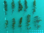 Drzewa z komosy ciernistej. Rozmiar: mały, kolor light green