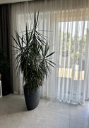 Dracena duża, gęsta, strzelista