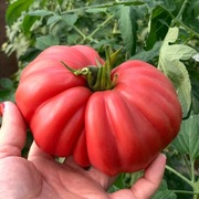 Nasiona pomidora MAMI PINK - 5 nasion