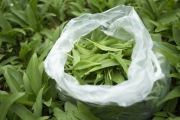 1kg | CZOSNEK NIEDŹWIEDZI świeże liście | sezon 2026 + INFO + PRZEPIS