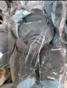 INTERAKTYWNY PLUSZOWY SŁOŃ SŁONIK MASKOTKA 