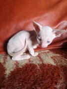 kot,koty, kotki, kocięta cornish rex 