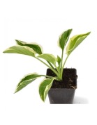 Hosta Funkia variegata 