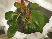 Philodendron Emerald Green