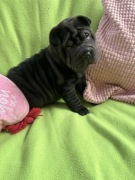 Shar pei szczeniaczki rodowodowe domowa hodowla pomarszczone szczęścia Fci
