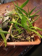 Aloes leczniczy sadzonka 