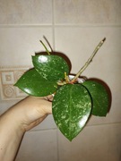 Hoya Acuta EPC 997 Heart Splash rosnąca 4 liście Hoja