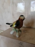 Cudowny, piękny ptak