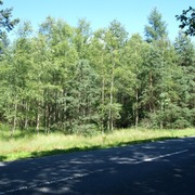 Działka leśna ( 2550 m2 ) w Smolarni - przy DK 414