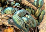 Pseudoglomeris magnifica przepiękne karaczany ozdobne do terrarium