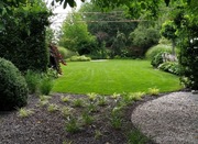 ŻYWOPŁOTY, TUJE, SZMARAGD, BRABANT