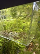 Papuzia platynowa młode, ryba, rybka, akwarium