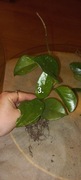 Hoya carnosa freckles 