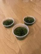 Mech akwariowy christmas moss RARYTAS