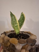 Sansevieria Gwinejska z białą obwódką