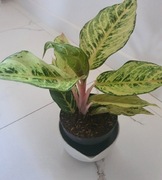 Kwiat Aglaonema Chartreuse Pretty, 