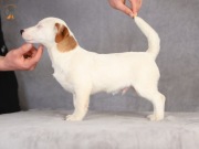Jack Russell terrier ZKwP FCI piesek w.krótki