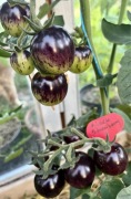 Pomidor Black Strawberry nasiona kolekcjonerskie