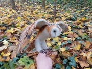 Sowa płomykówka filcowana figurka