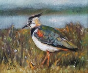 A.Giża CZAJKA obraz olejny 24/20 cm PTAK PTAKI