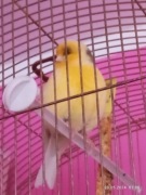 Śliczny kanarek gloser-nowik ślicznie śpiewa 