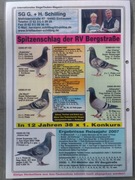 GOŁĘBIE POCZTOWE MŁODE