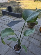 Nadwyżki parapetowe, strelicja nicolai, 80 cm